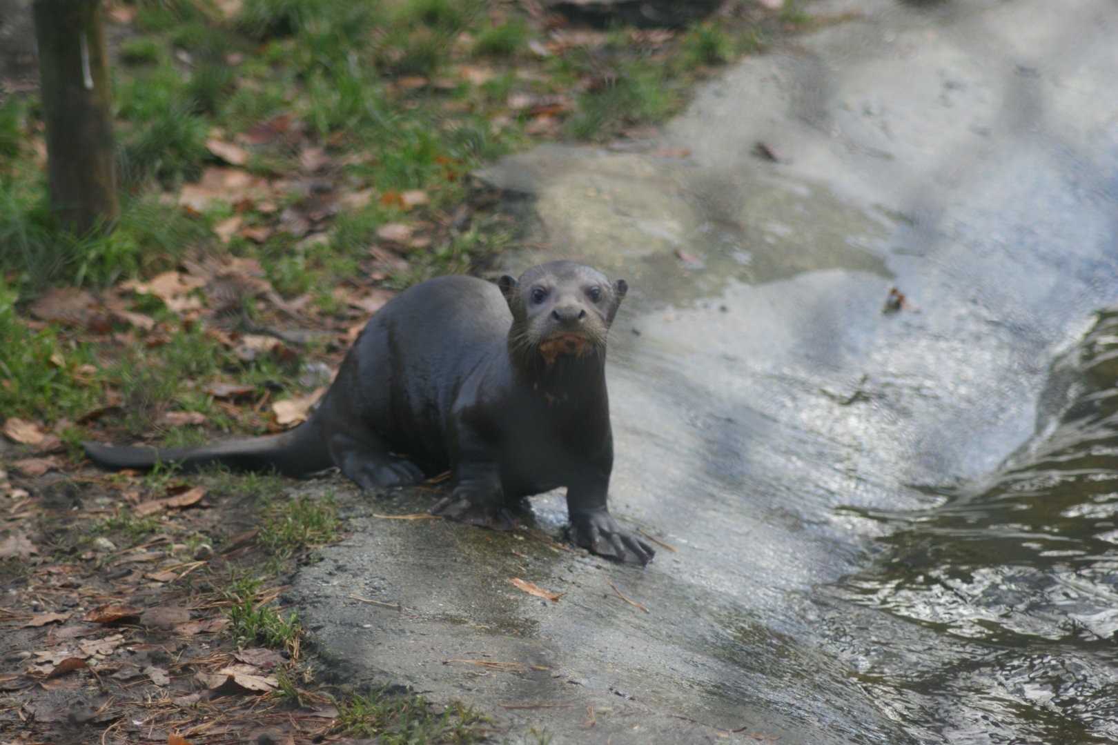 Giant Otter Cub (Pteronura brasiliensis)