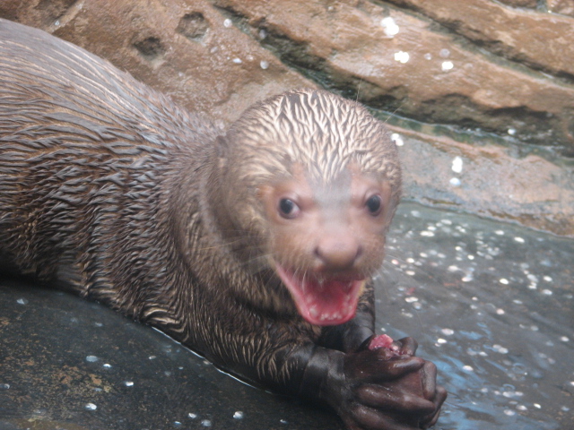Giant otter cub