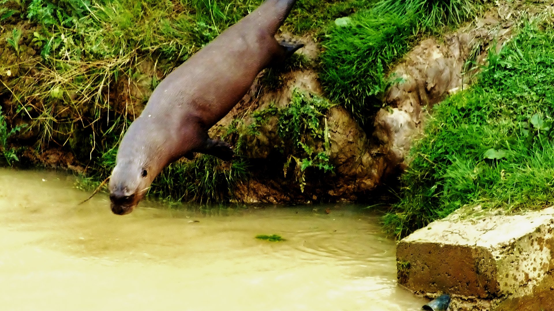 Giant Otter diving