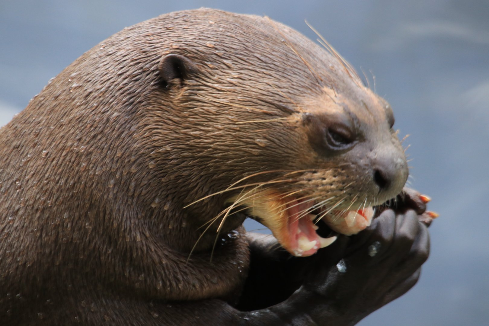 Giant otter eating (July 2019)