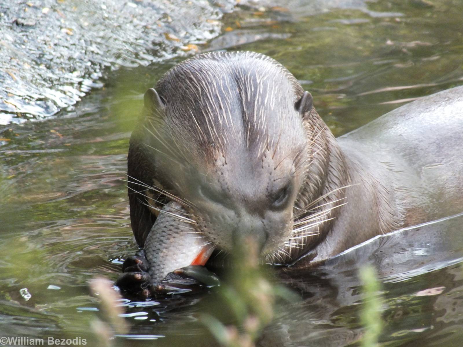 Giant Otter Eating