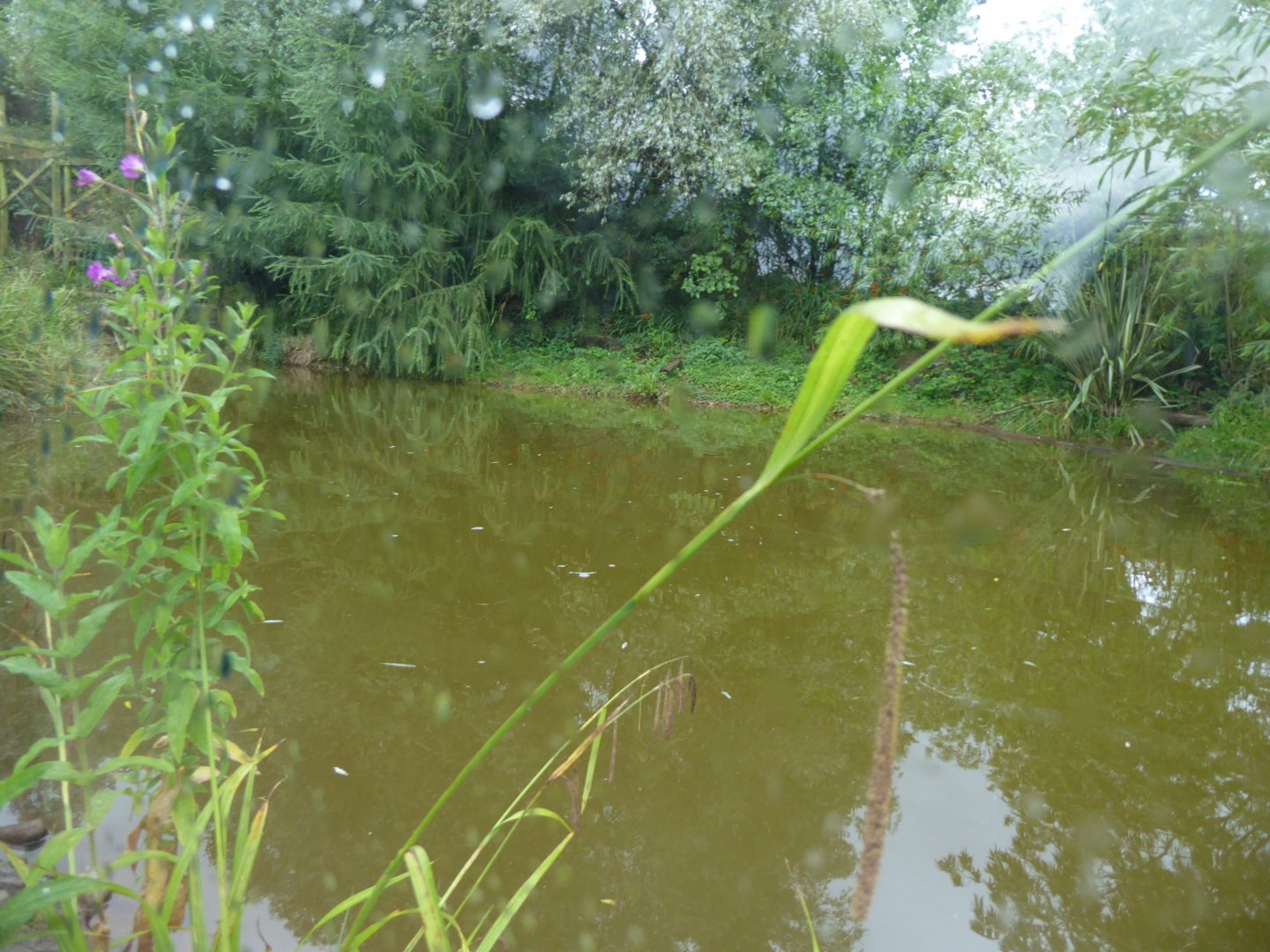 Giant otter enclosure 020817