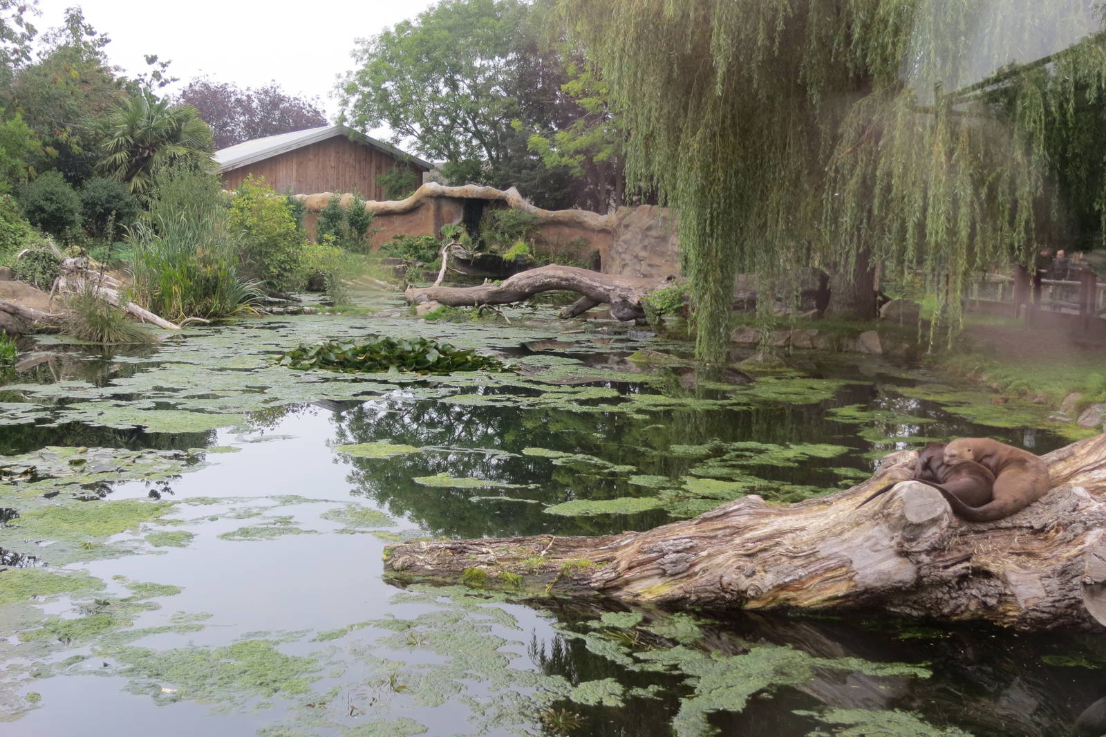 Giant Otter enclosure 031015