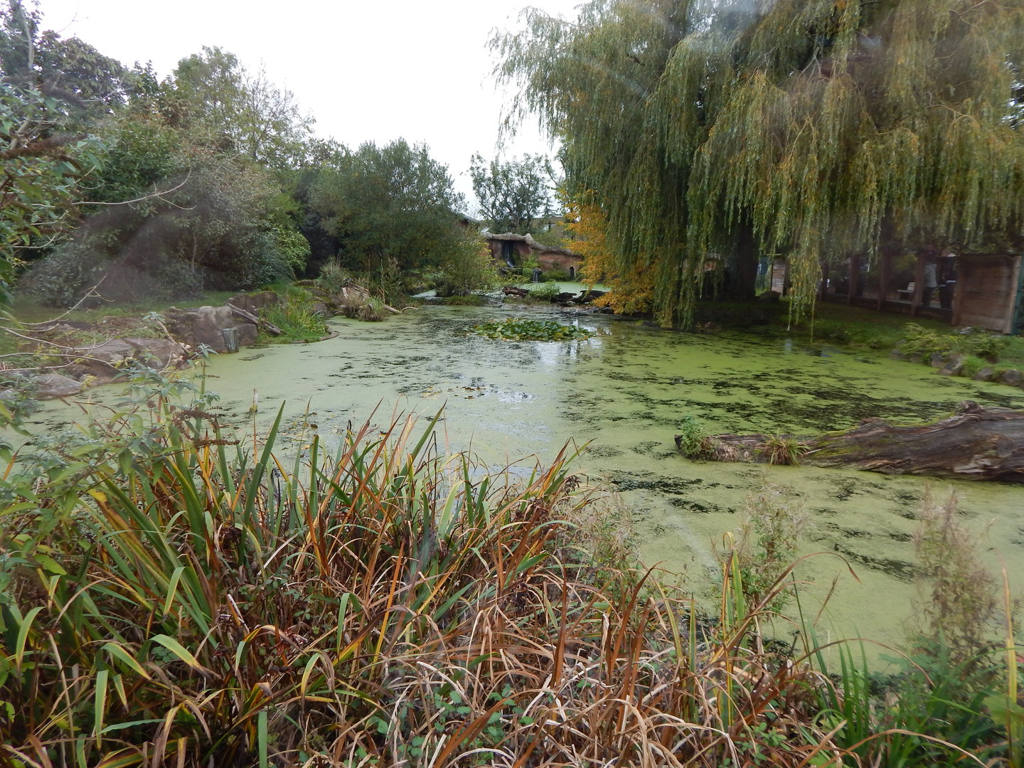 Giant otter enclosure 221022