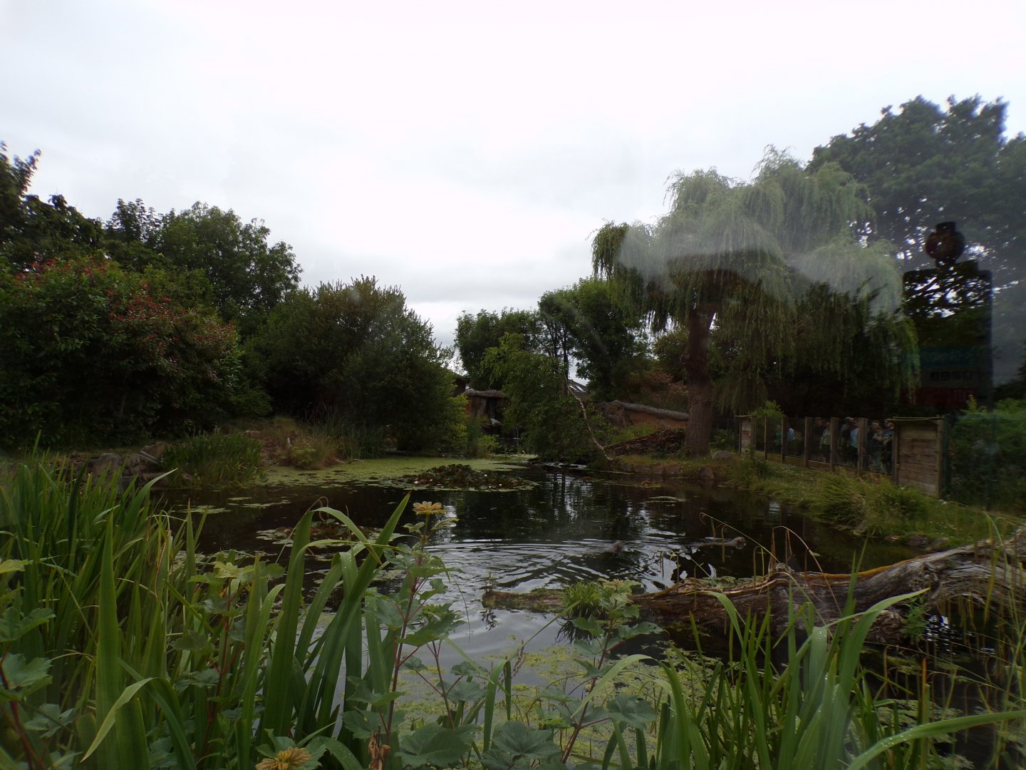 Giant otter enclosure 29.6.24