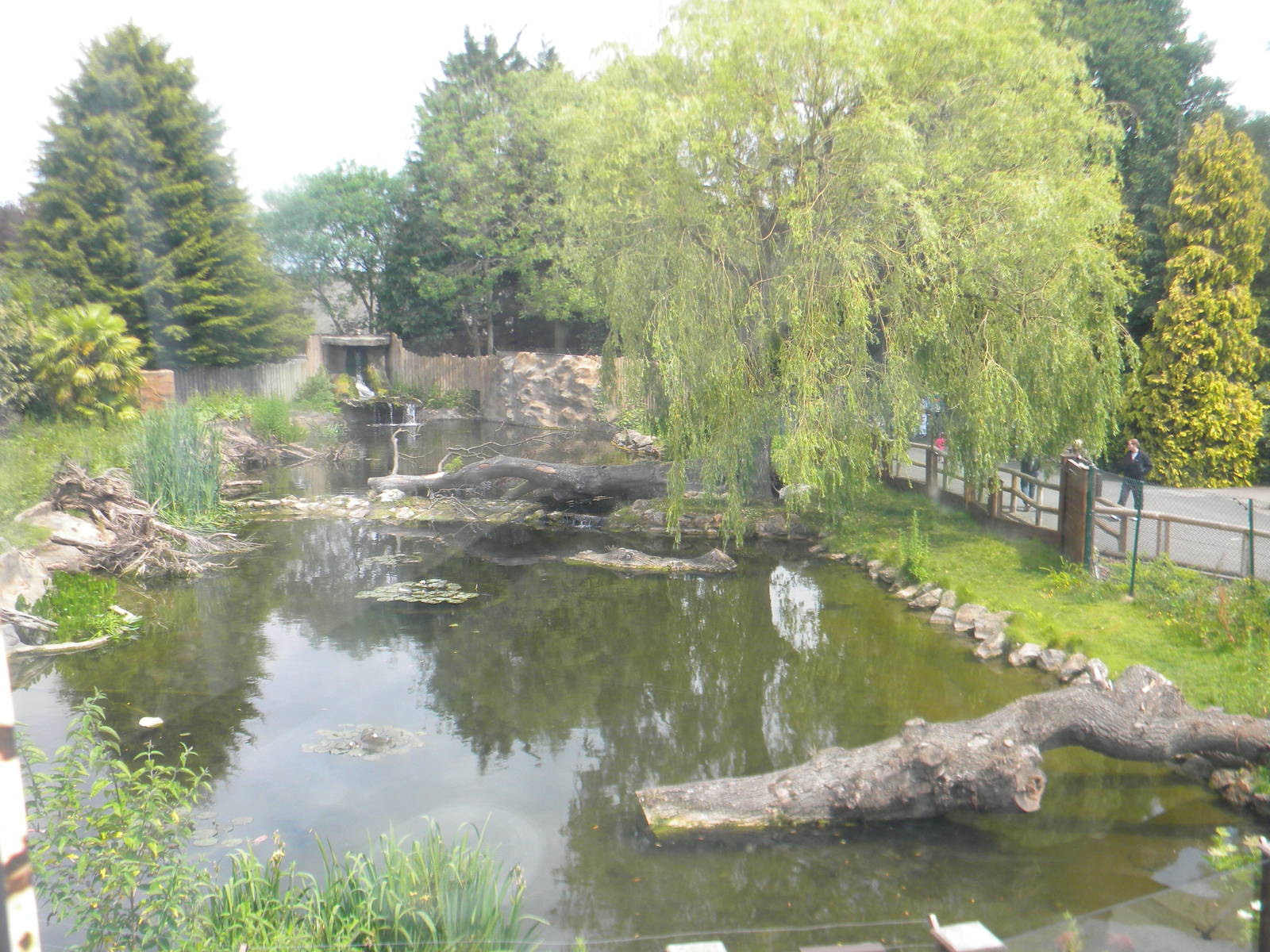 Giant Otter enclosure at Chester Zoo 11/06/11
