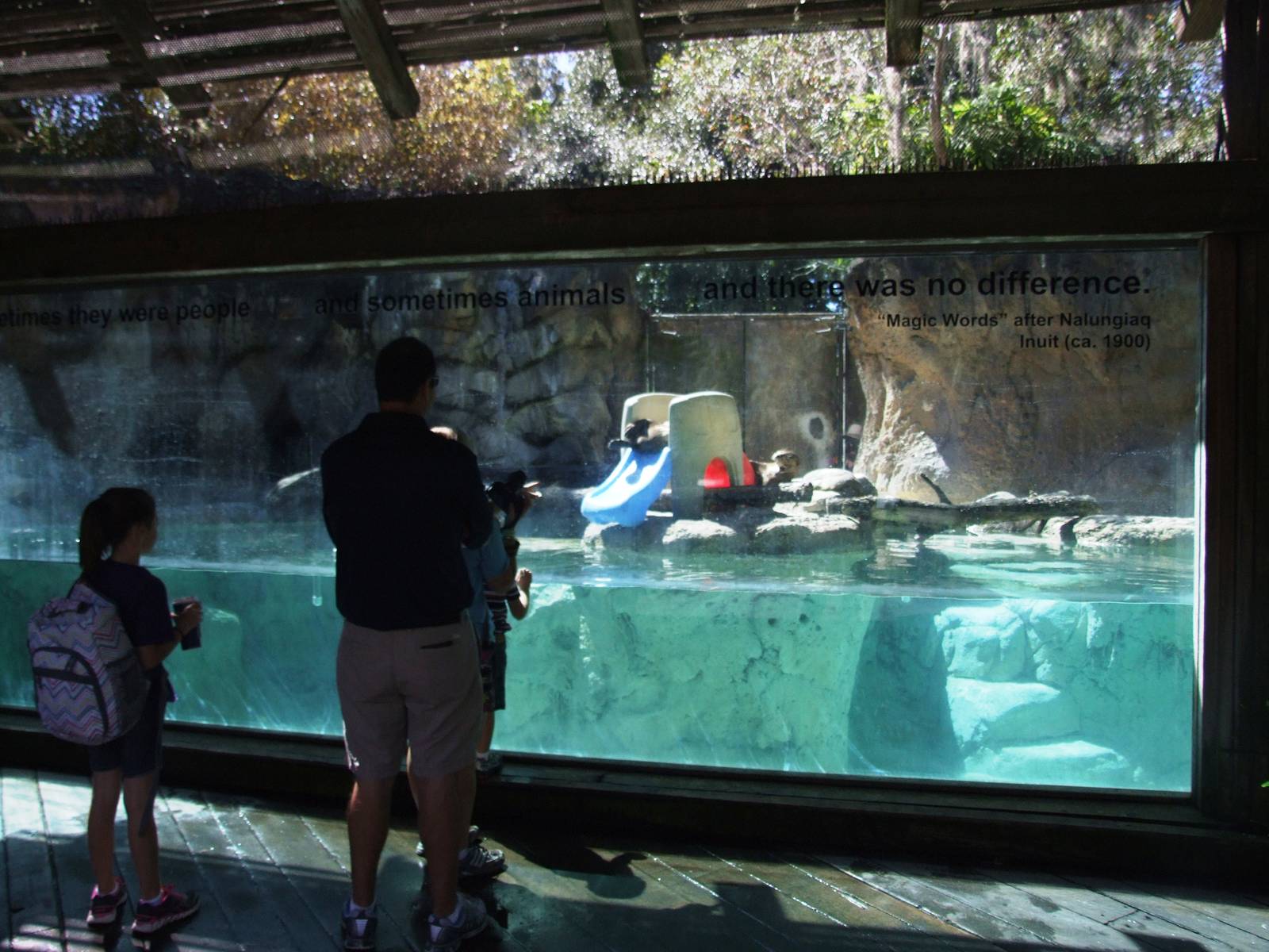 Giant Otter Enclosure at Jacksonville, 10/10/13