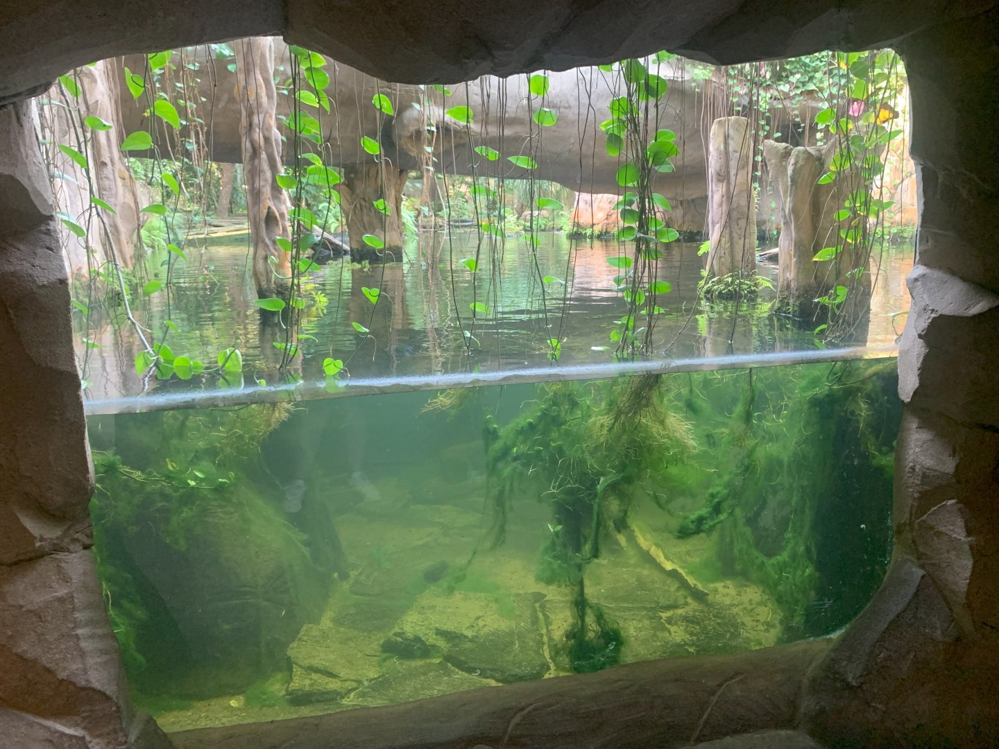 Giant Otter enclosure - Gondwanaland