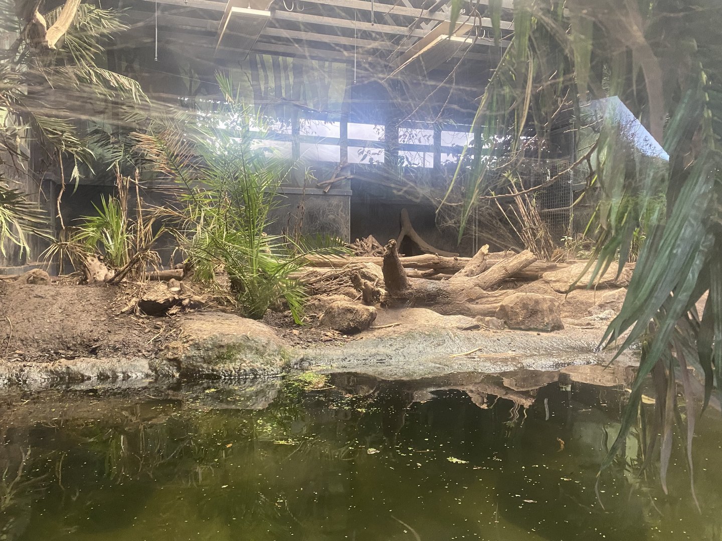 Giant otter enclosure indoors 221022