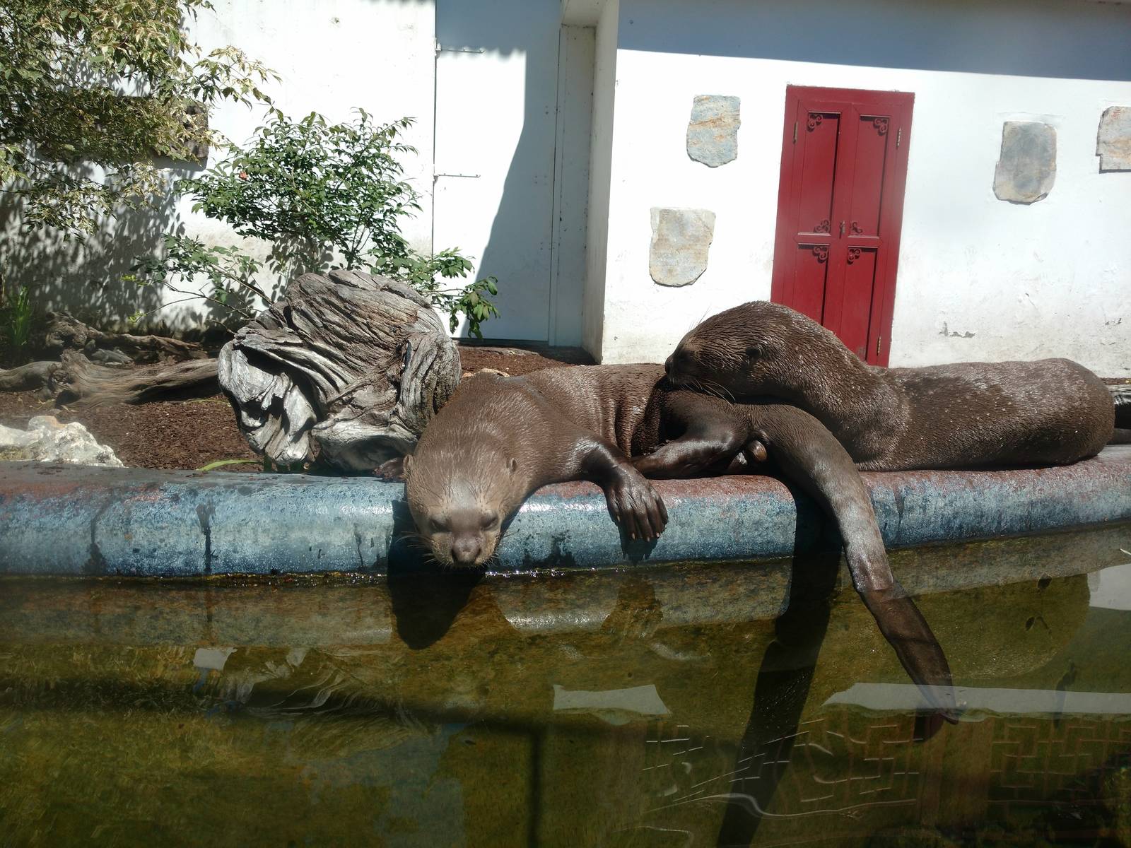 Giant otter enclosure May 16