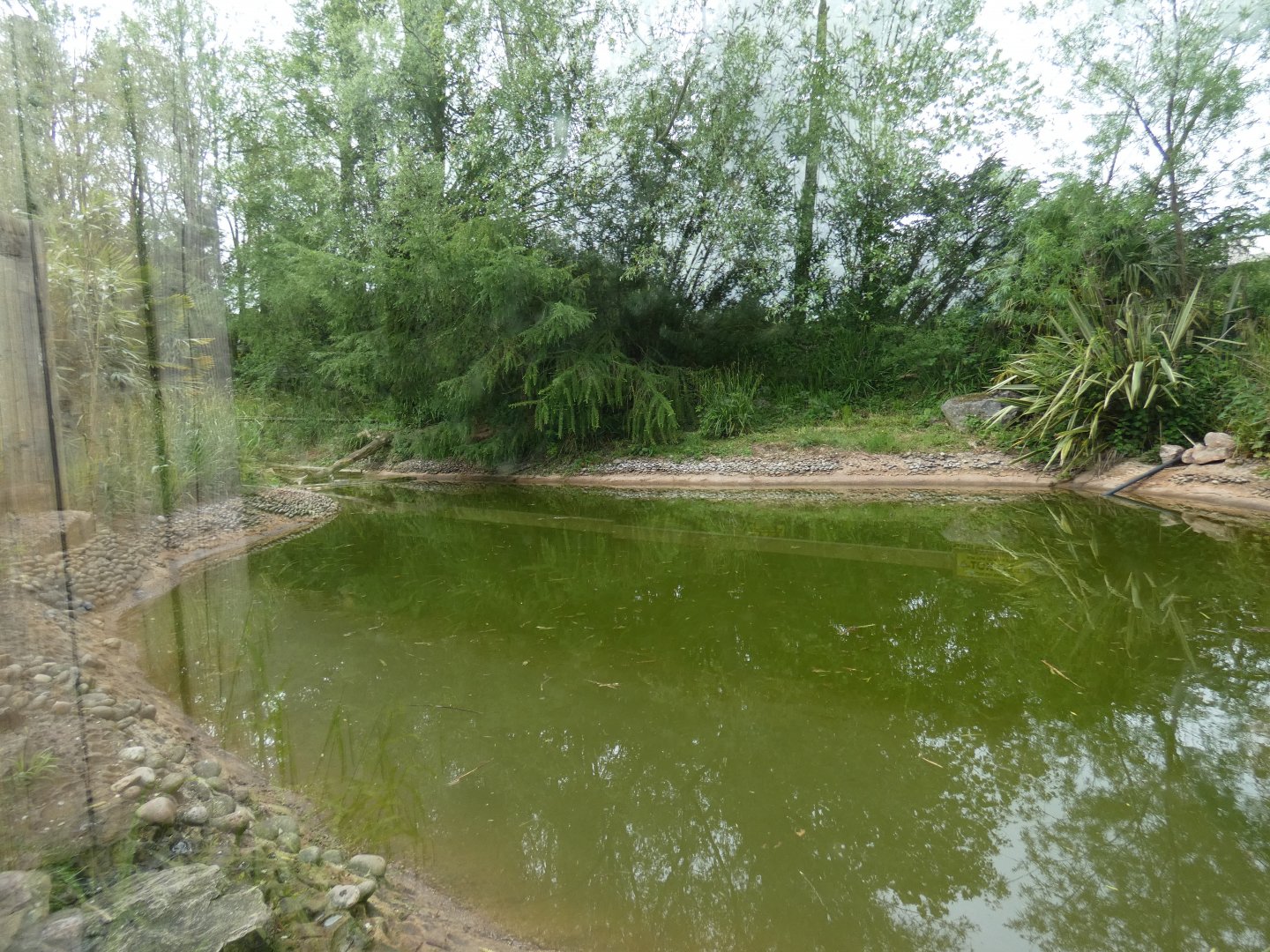 Giant otter enclosure