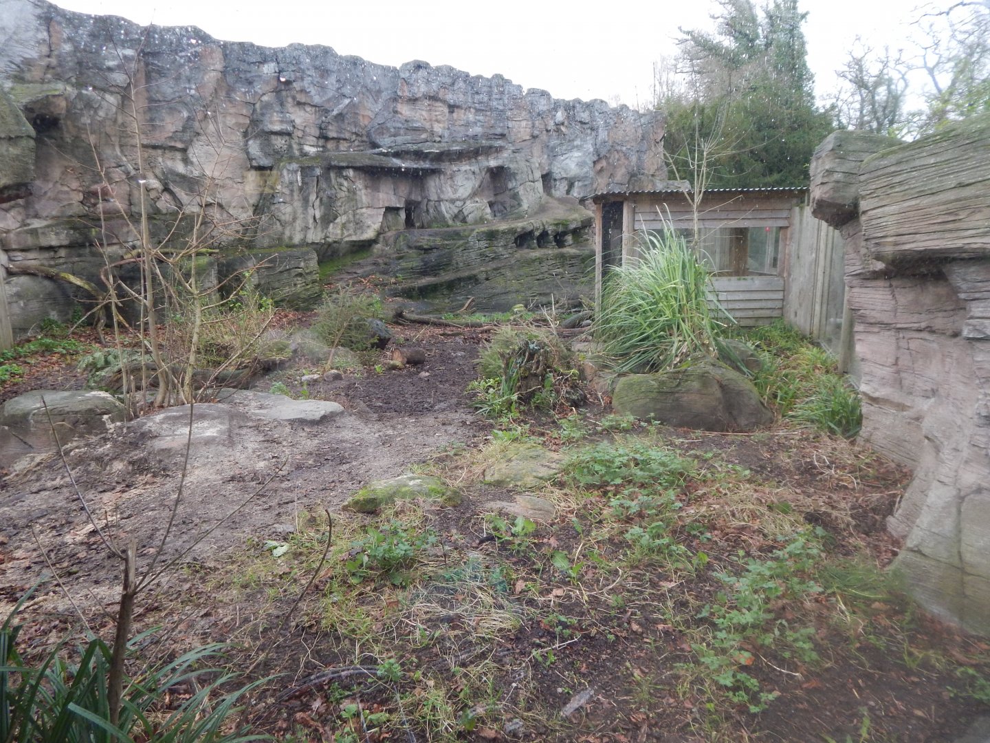 Giant otter exhibit 091224