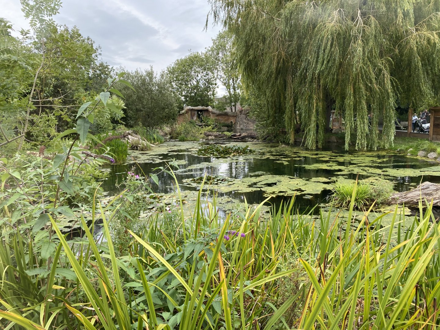 Giant otter exhibit 110920