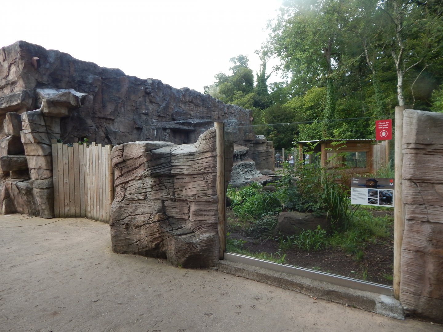 Giant otter exhibit 110921