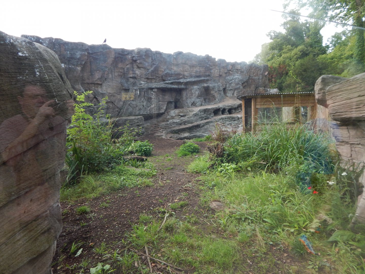 Giant otter exhibit 110921