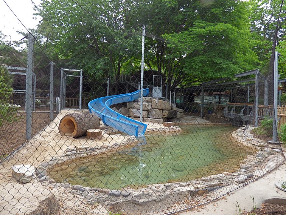 Giant Otter Exhibit #2 (Water is Life) - may 2018