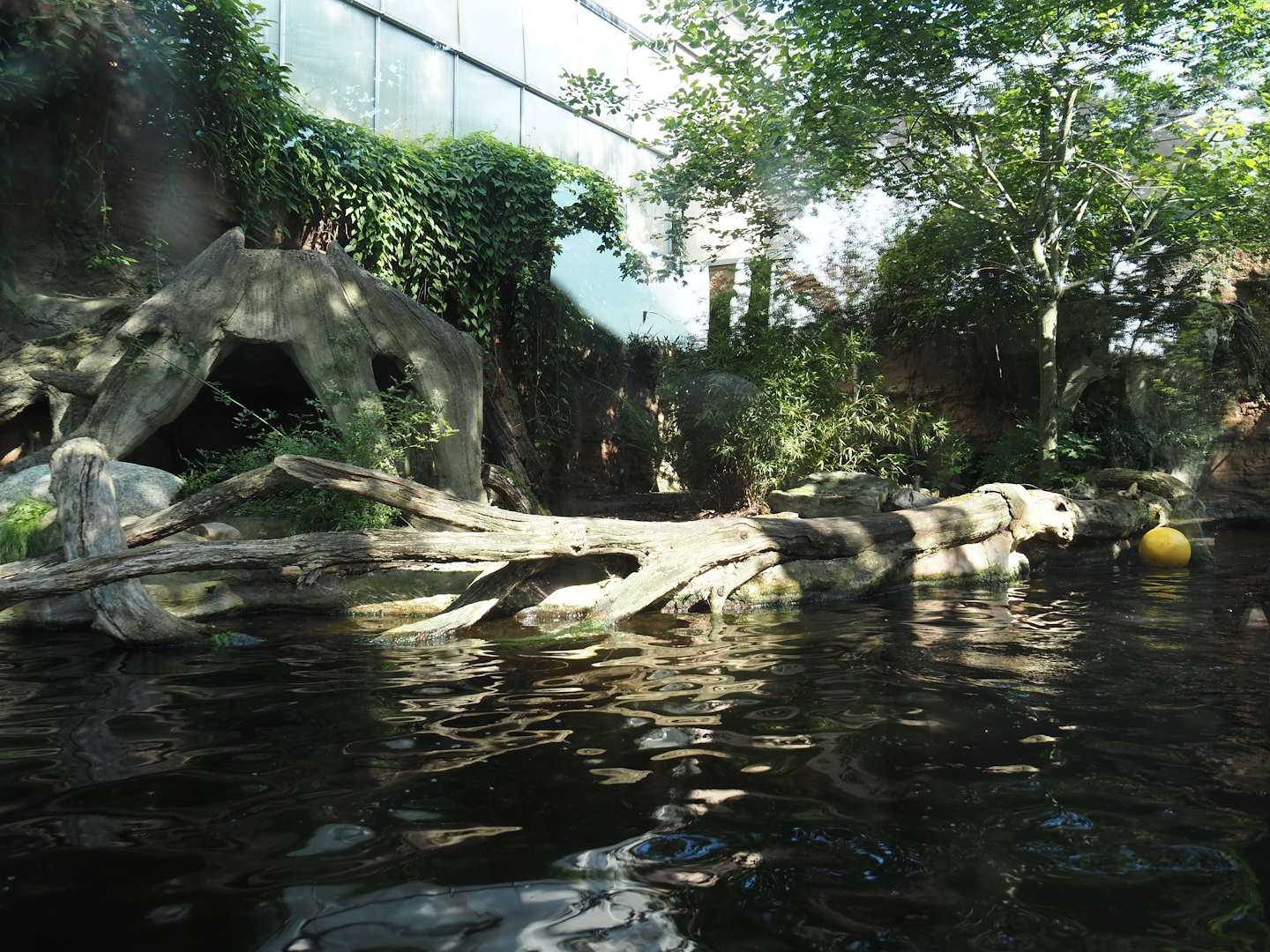 Giant otter exhibit, 2024-06-08