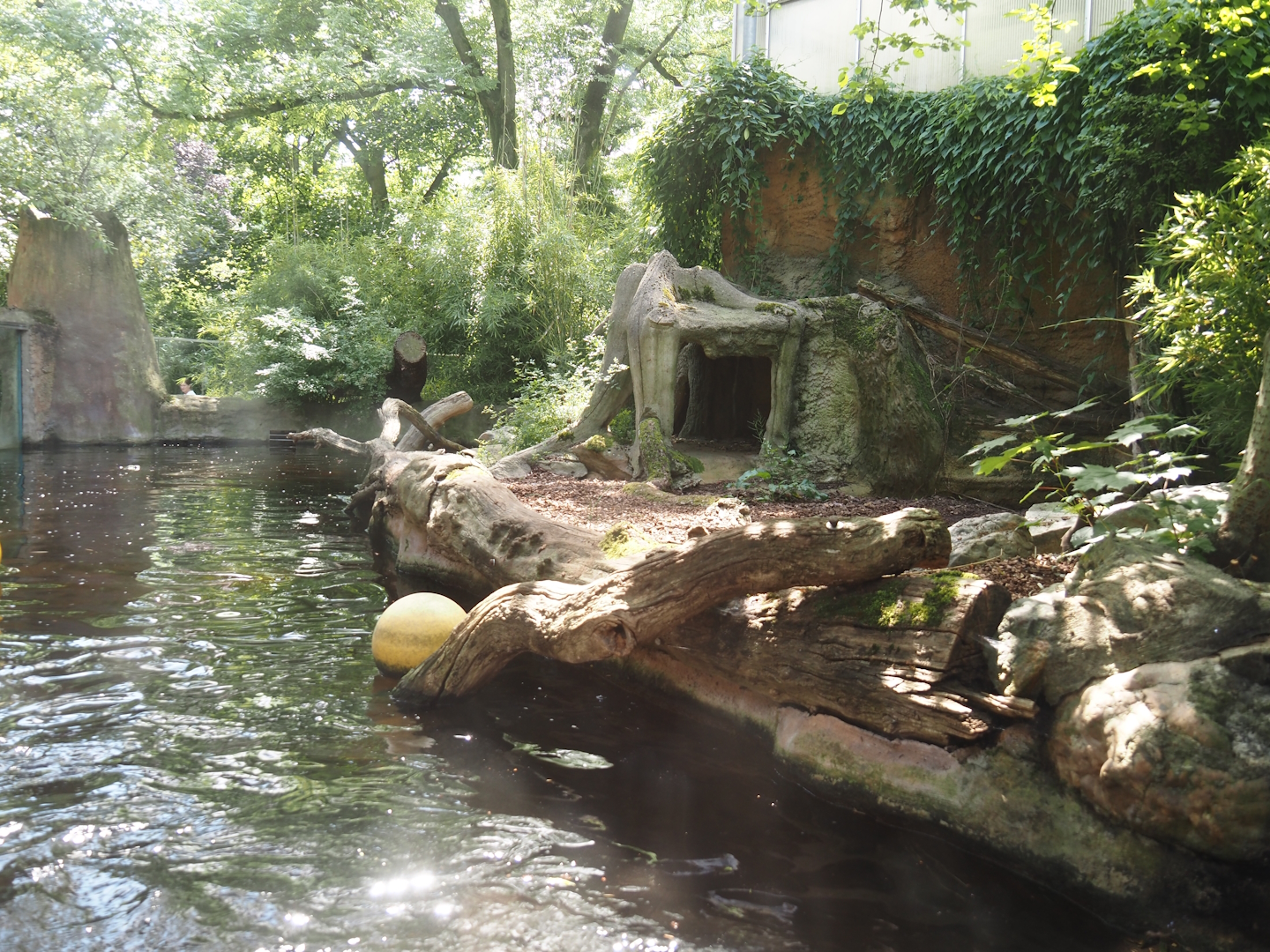 Giant otter exhibit, 2024-06-08