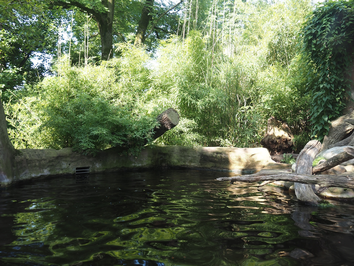 Giant otter exhibit, 2024-06-08