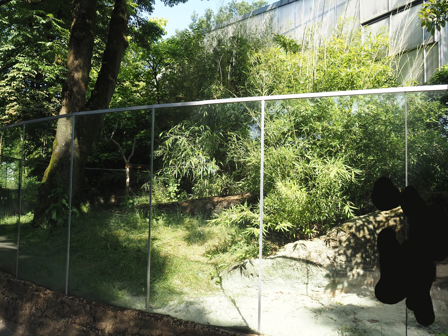 Giant otter exhibit, 2024-06-08