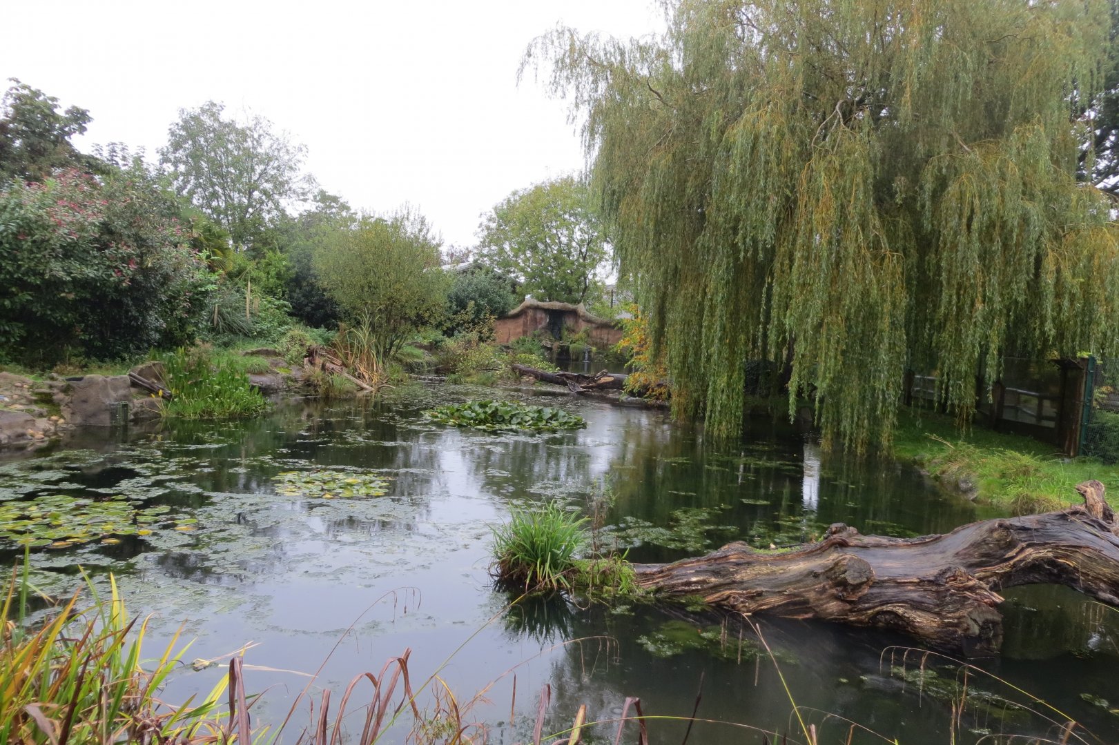 Giant otter exhibit 261019