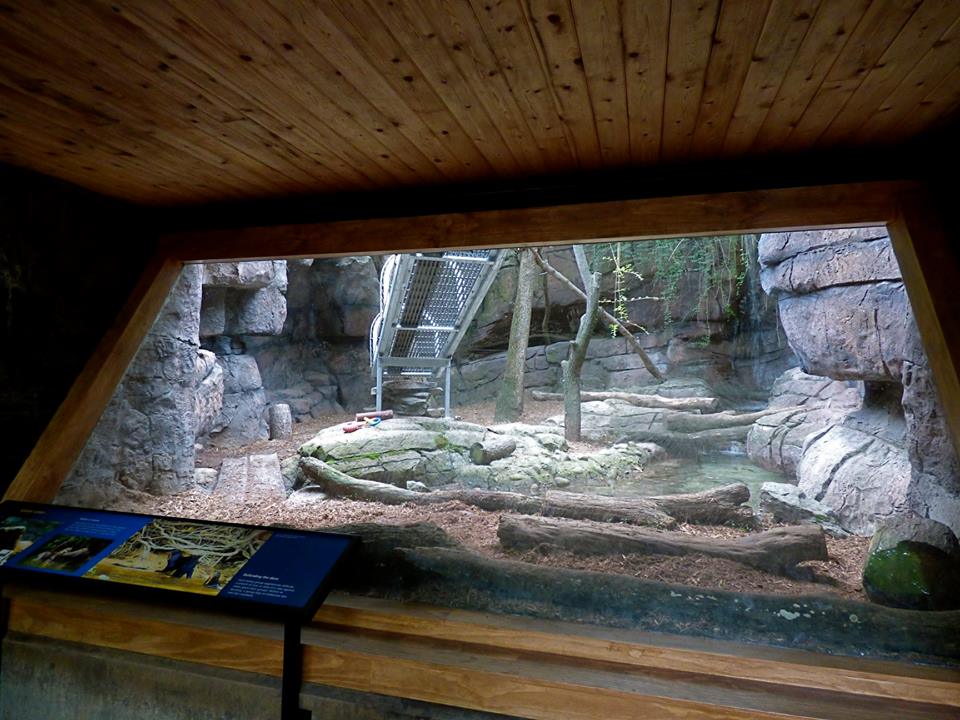 Giant Otter Exhibit #3 (Water is Life) - May 2018