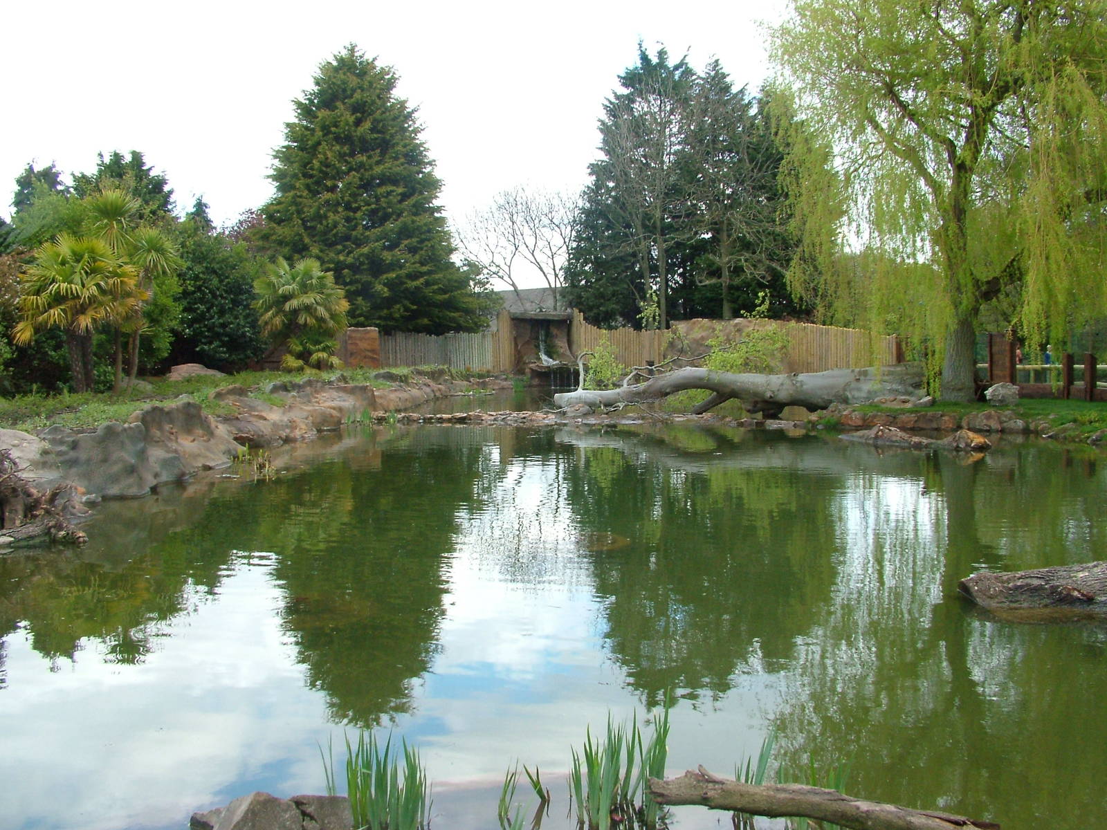 Giant Otter exhibit at Chester 25/04/10
