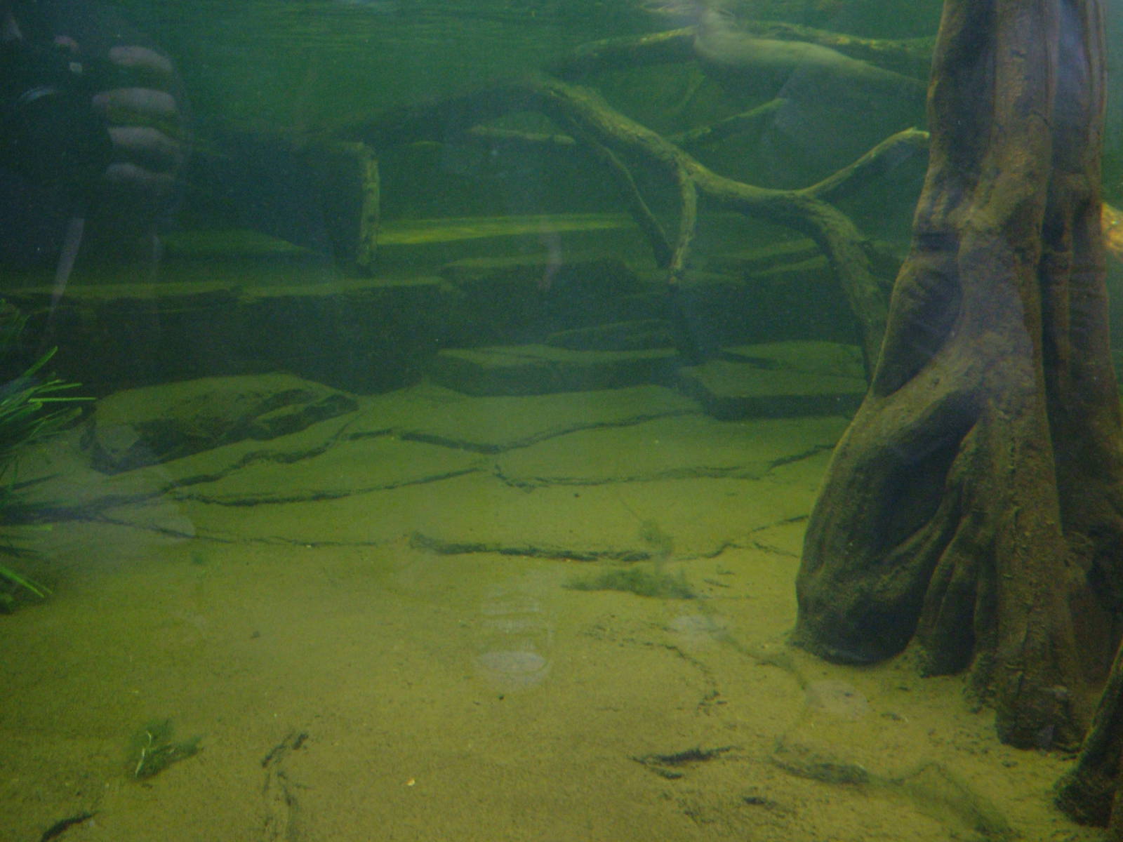 Giant Otter Exhibit - Gondwanaland, Leipzig, 02/09/11