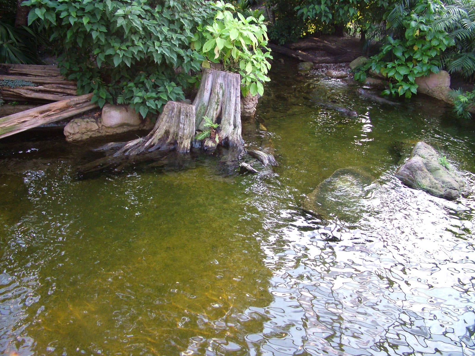 Giant Otter Exhibit - Gondwanaland, Leipzig, 03/09/11
