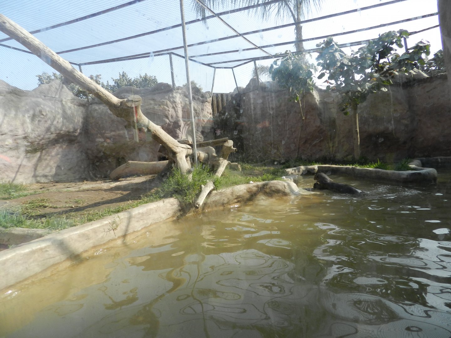 Giant otter exhibit I - Parque Zoológico Huachipa