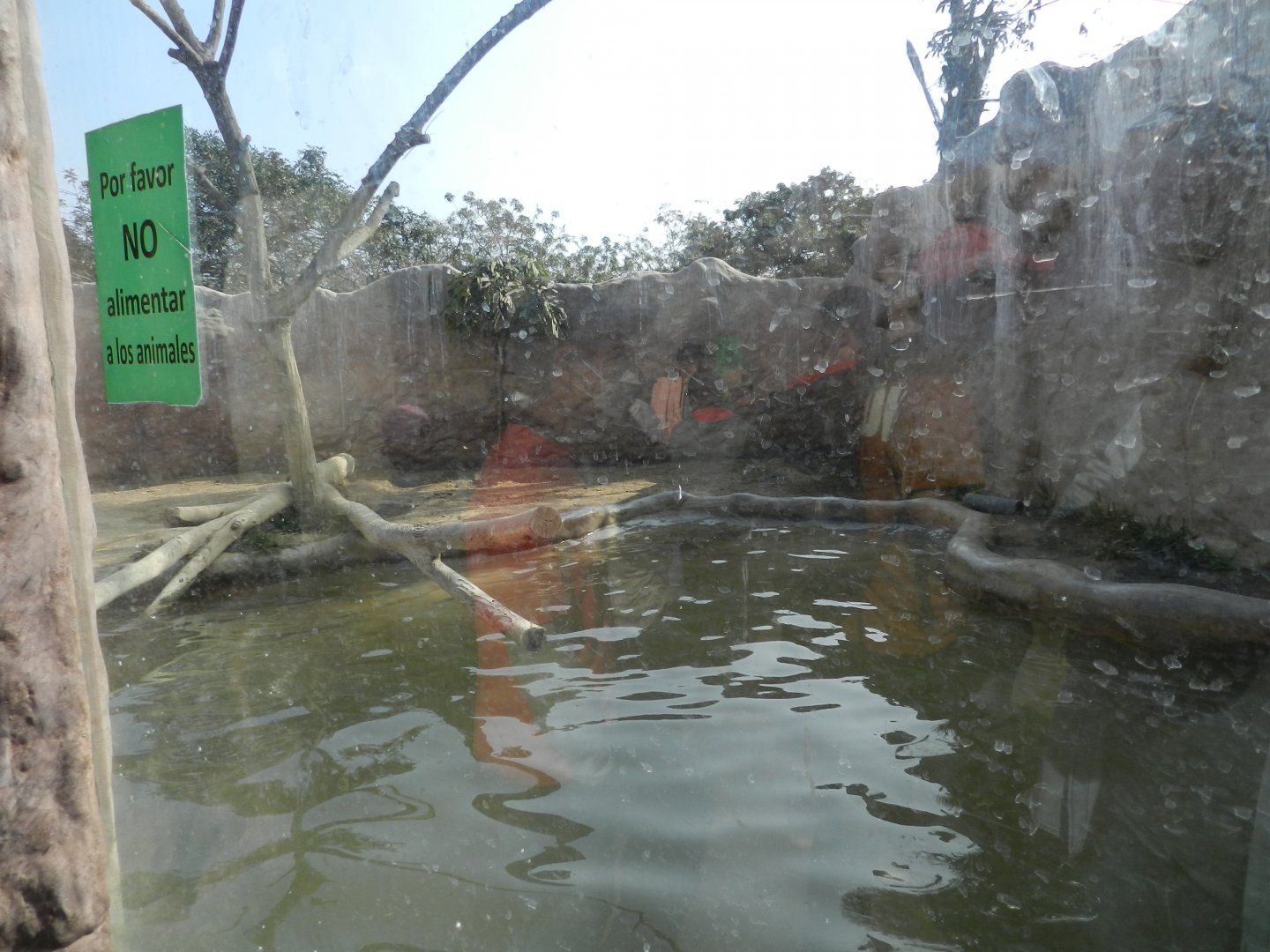 Giant otter exhibit II - Parque Zoológico Huachipa