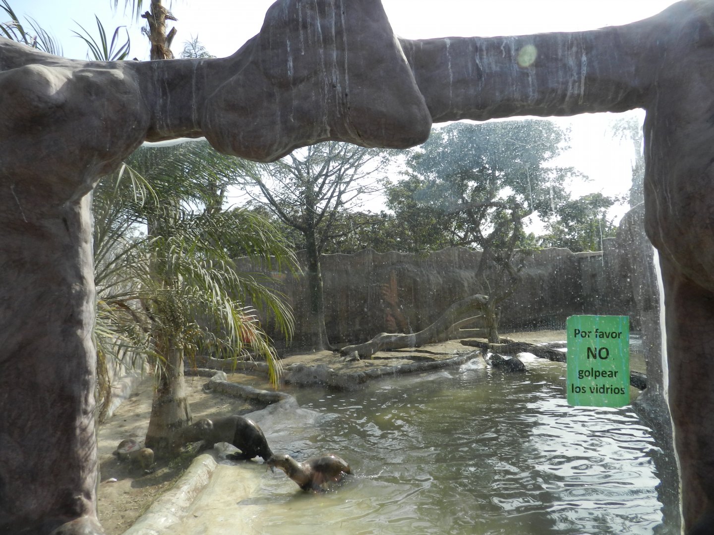 Giant otter exhibit III - Parque Zoológico Huachipa