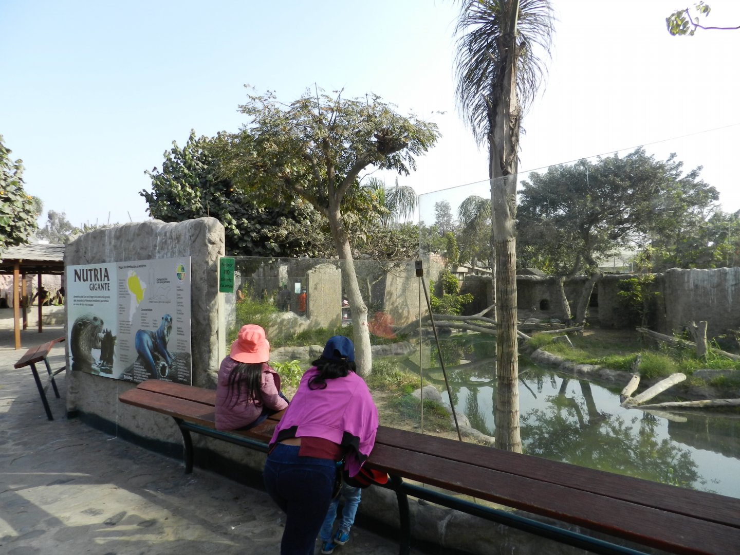 Giant otter exhibit IV - Parque Zoológico Huachipa