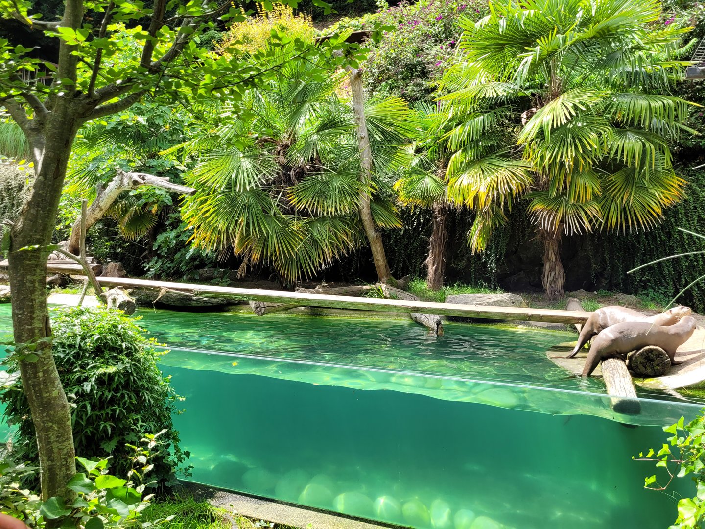 Giant otter exhibit -Parc Animalier des Pyrénées (2023)