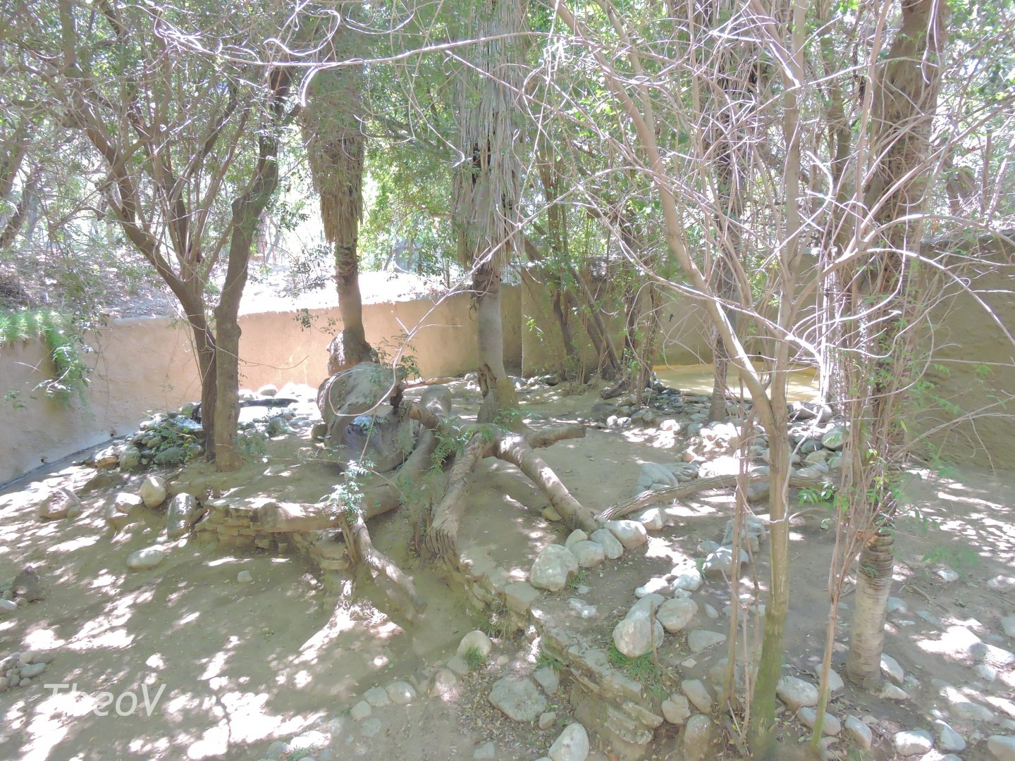 Giant otter exhibit - Rainforest of The Americas [2015]