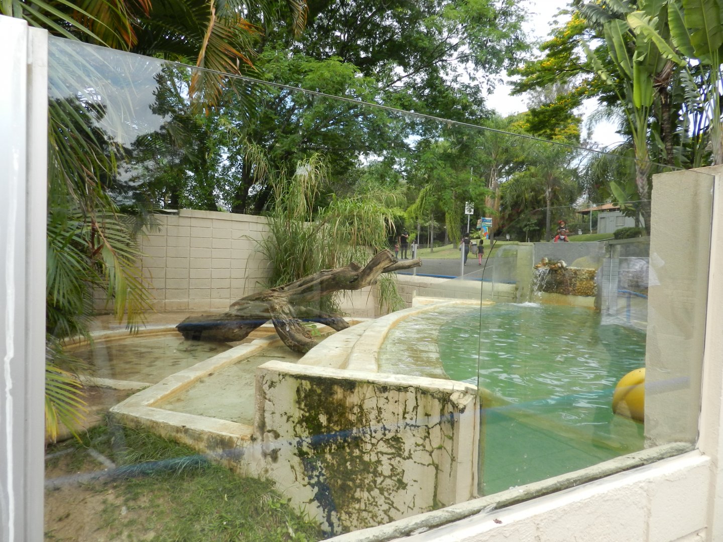 Giant otter exhibit - Sorocaba zoo (PZMQB)