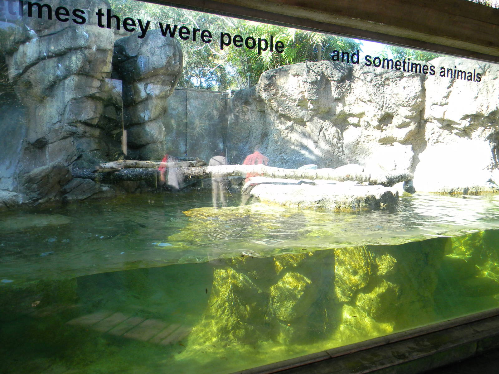 Giant Otter exhibit
