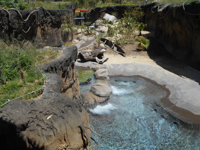 Giant otter exhibit