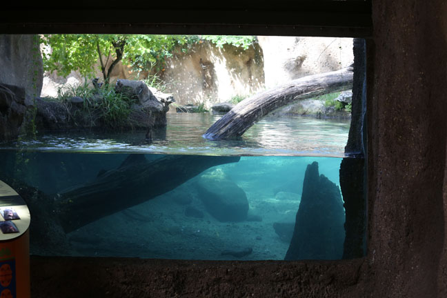 giant otter exhibit