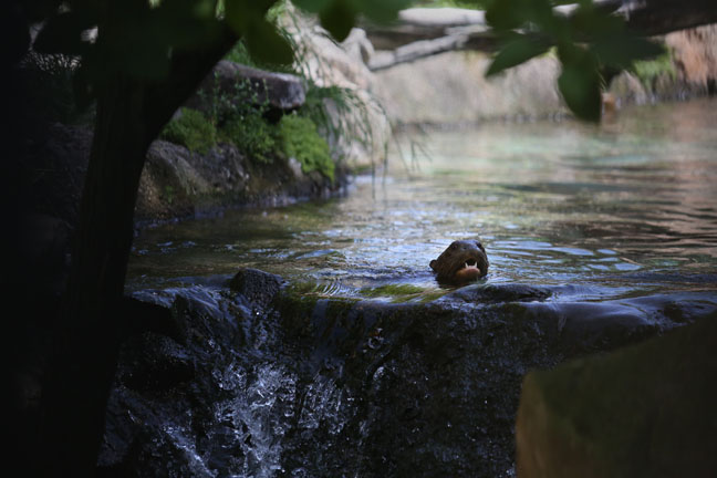 giant otter exhibit