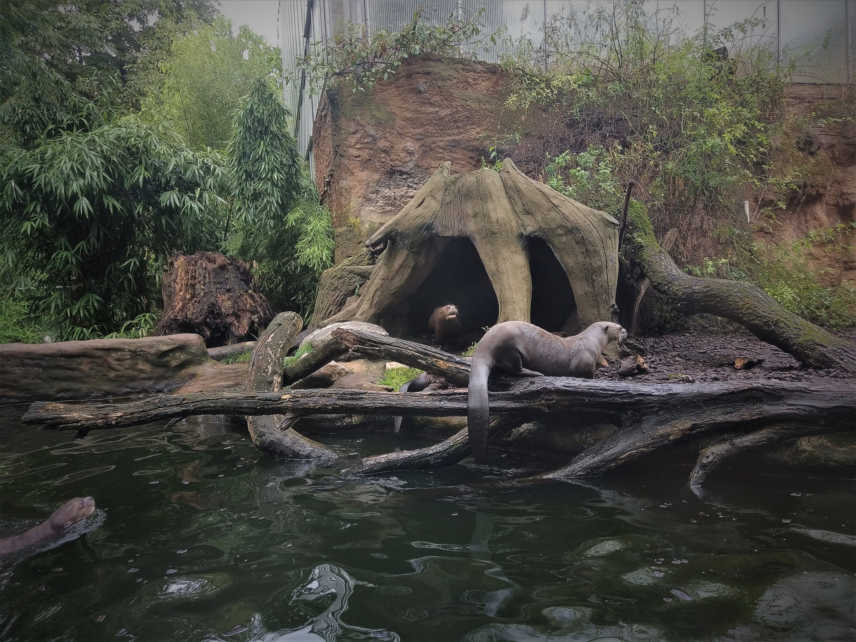 Giant Otter Exhibit