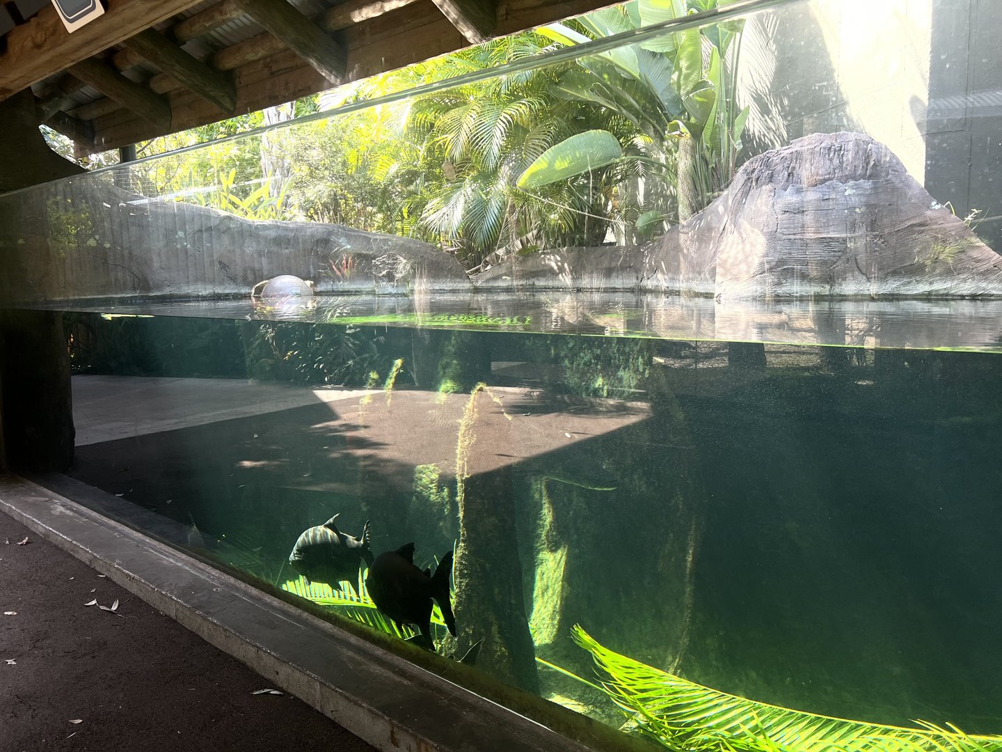 Giant Otter Exhibit