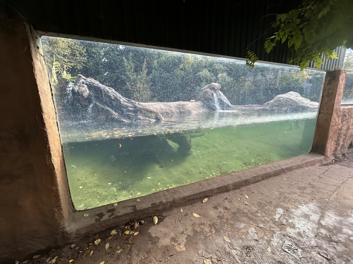 Giant Otter Exhibit