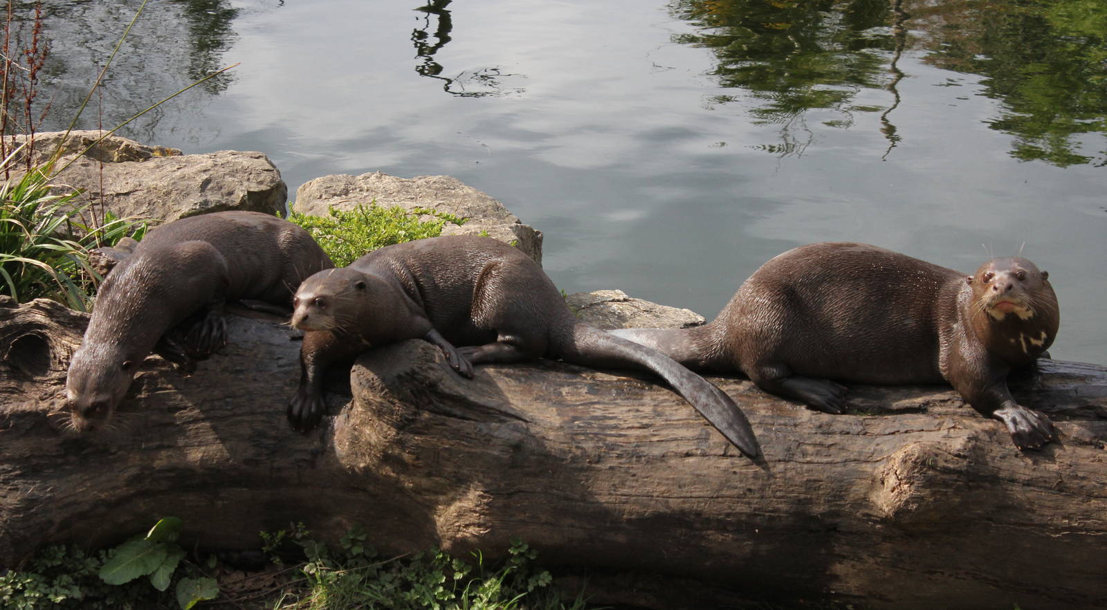 Giant Otter family 27-3-14