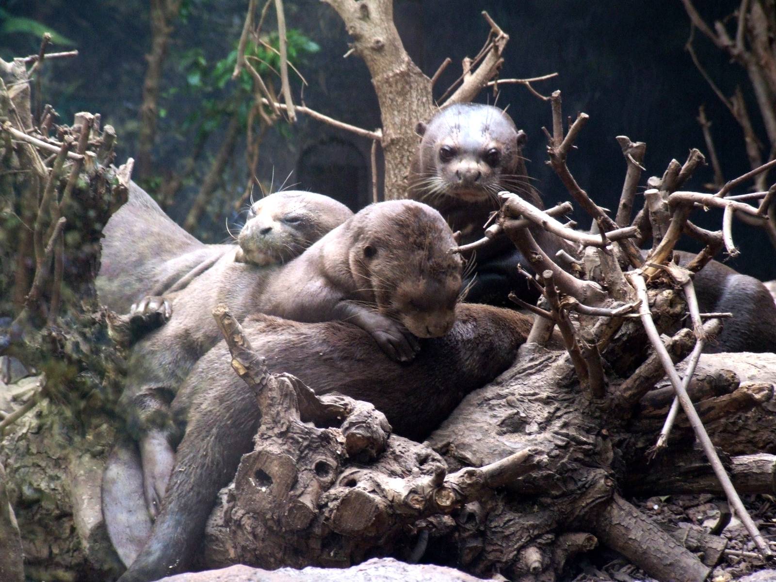 Giant Otter Family at Chester, 24/02/13