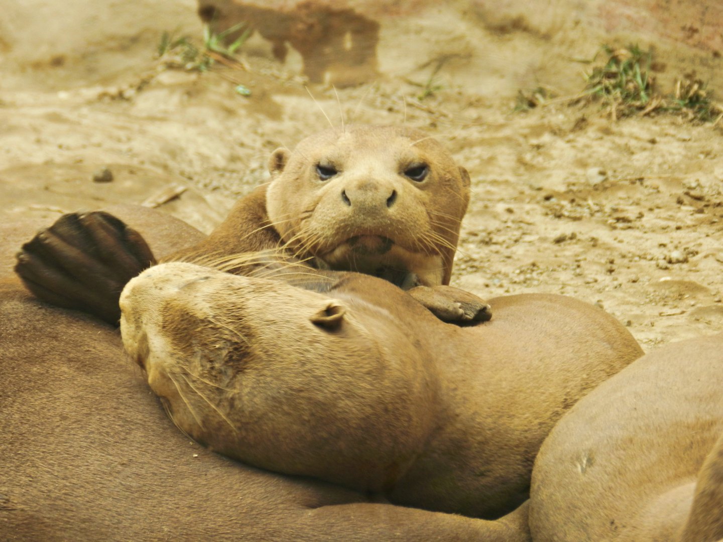 Giant otter family at rest - Parque Zoológico Huachipa