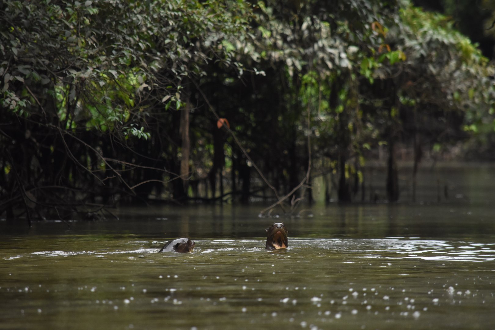 Giant otter family group (Pteronura brasiliensis)