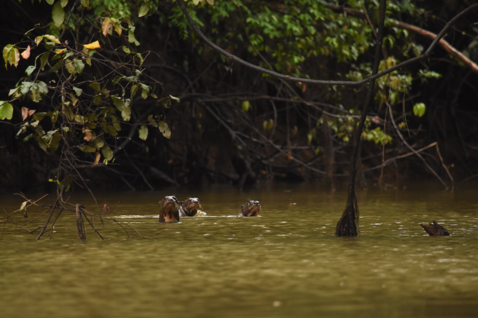 Giant otter family group (Pteronura brasiliensis)