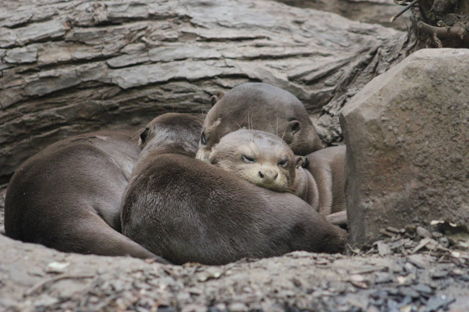 Giant otter family