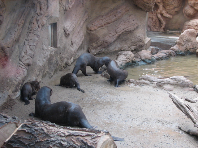 Giant otter family